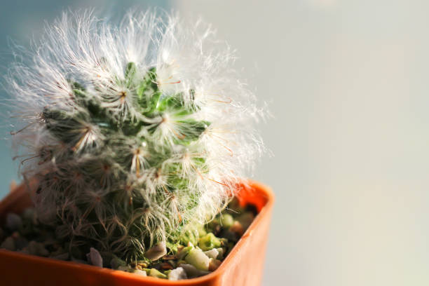 istock Cactus shoot closely and have space 1215873907