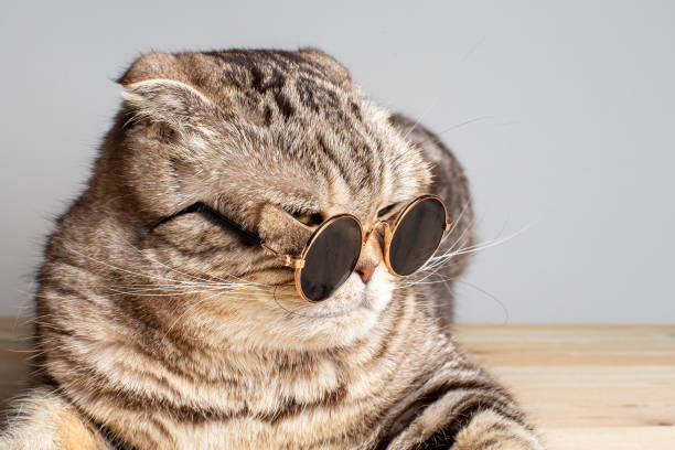 istock Dissatisfied, angry cat Scottish Fold sternly looks through round glasses, with copy space. 1215874038
