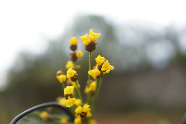 Yellow flowers with natural green blur background.