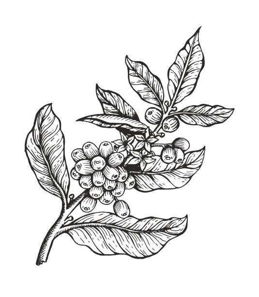 ÐÐ»Ñ ÐÐ½ÑÐµÑÐ½ÐµÑÐ° Coffee tree with beans coffea sketch and colorless image, leaves and coffee beans organic plant vector illustration, isolated on white background coffee tree stock illustrations