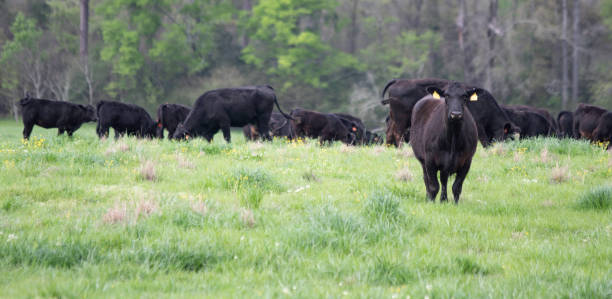 istock Agricultural banner Angus crossbred herd in spring pasture 1215876129