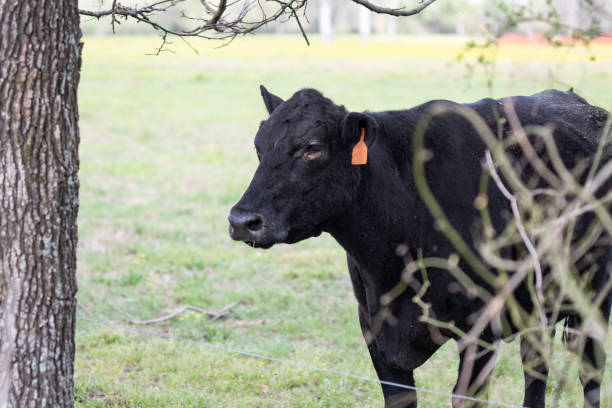 istock Angus brood cow behind briers 1215876147
