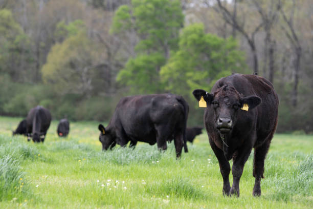 istock Angus cattle in lush ryegrass pasture 1215876311
