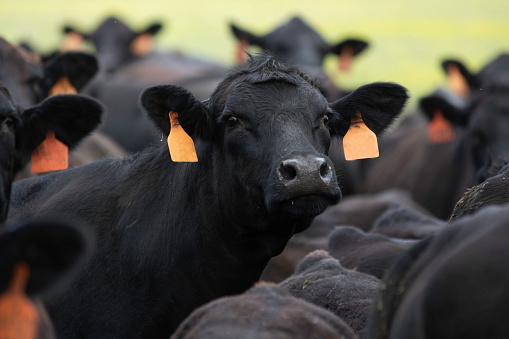 Angus brood cow looking back at the camera while in a tightly packed herd of other Angus cattle.