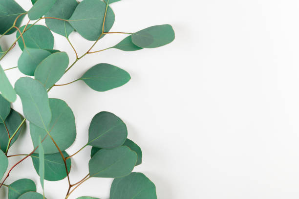 istock Fresh green eucalyptus leaves isolated on white background. Evergreen tree twigs on light backdrop. Frame made of gum-tree branches. Copy space in right side 1215876331