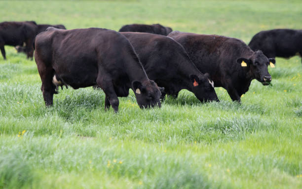 istock Angus crossbred cattle grazing w negative space 1215876350