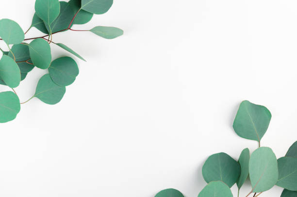 Top view of frame with green eucalyptus leaves isolated on white backdrop. Evergreen tree twigs in corners on light backdrop. Flat lay of gum-tree branches with copy space for creative design