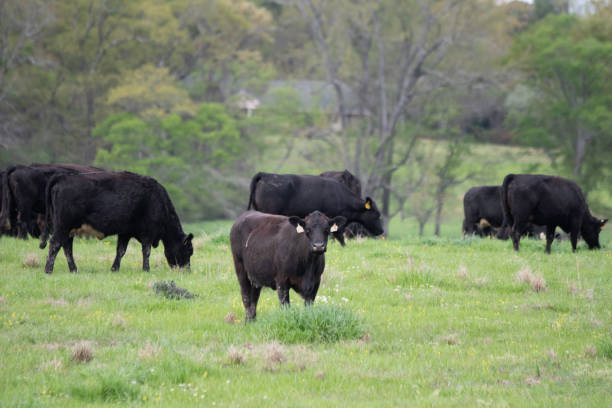 istock Angus crossbred cattle in early spring pasture 1215876380