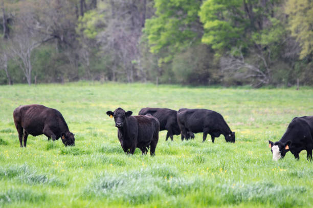 istock Commercial Angus cattle in lush springtime pasture 1215877477