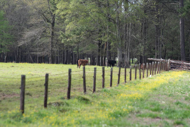 istock Commercial beef calves walking towards a gate 1215877502