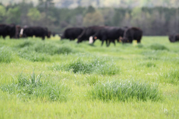 istock Lush pasture with cattle out-of-focus in background 1215877599