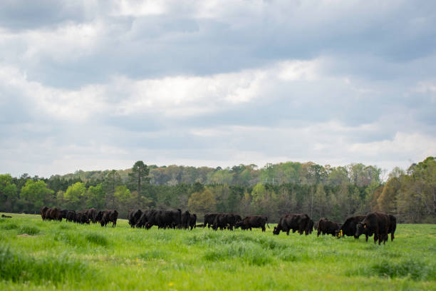 istock Pasture landscape with Angus herd 1215877712