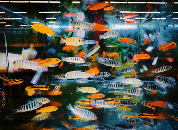 istock Small colorful fish in the aquarium 1215877796