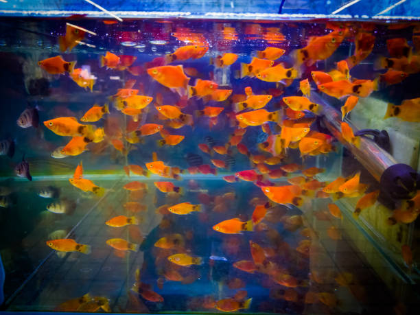 istock Small colorful fish in the aquarium 1215877812