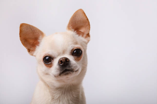 istock Cute chihuahua on a white background. 1215880070