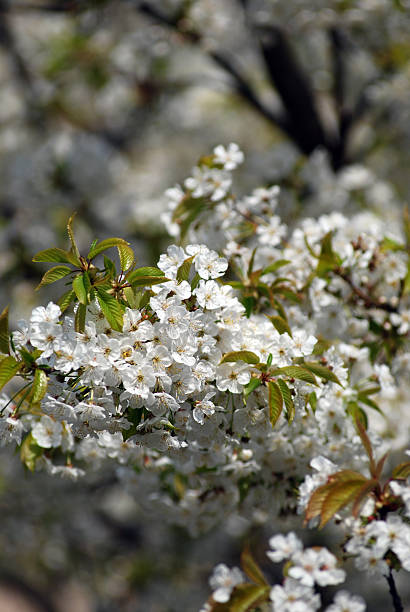 istock White blossom flowers in springtime 121588034
