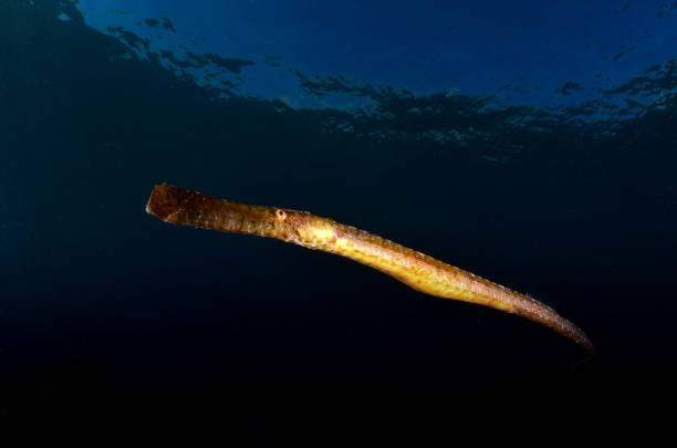 istock seahorse fish needle horse 1215880471