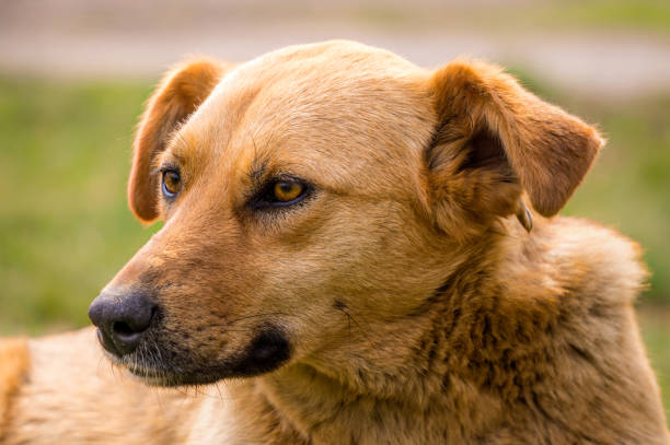istock Red shepherd dog sleeping in a sunny spring meadow 1215880507