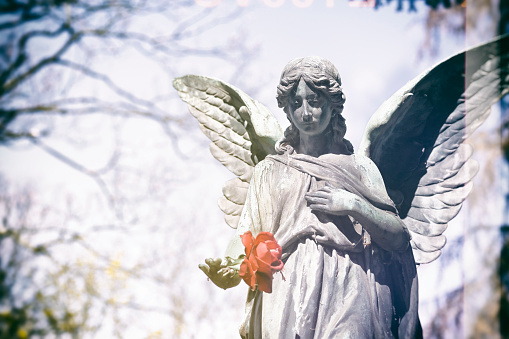 Weathered old angel statue with a rose on a cemetery in Germany