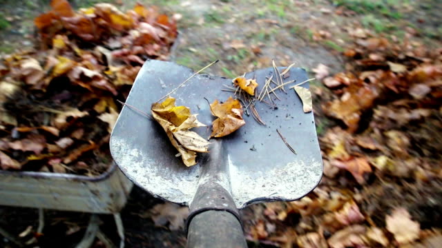 Gardener with a metal shovel picks up dry yellow leaves from a pile in a garden cart