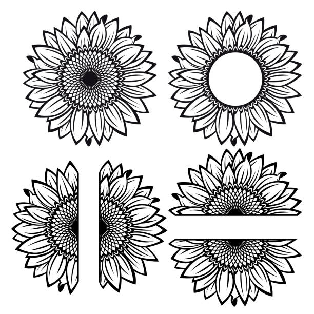 Sunflower Split sunflower for design, half flower, black and white half full illustrations stock illustrations