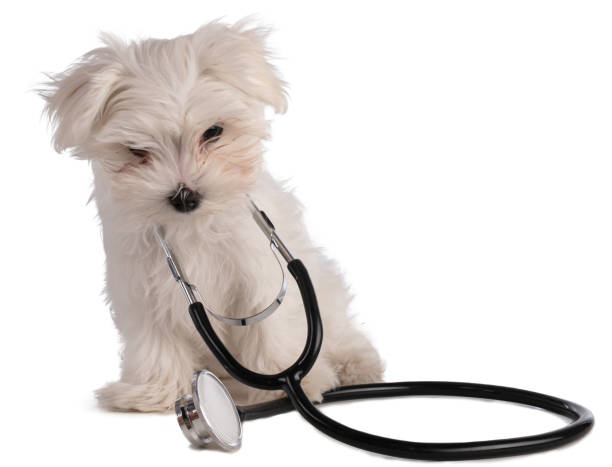 istock Maltese bichon puppy with a stethoscope 1215883679