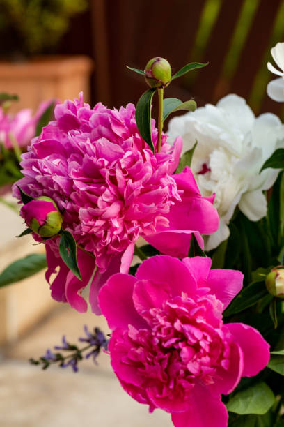 istock beautiful white and pink peony in garden 1215885032