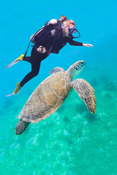 istock Diver swims with green turtle in sea water 1215885504