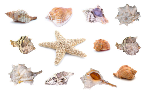 istock Collection of seashells isolated on white background. Full size. 1215886490