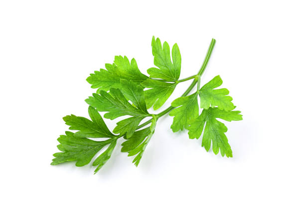 istock fresh parsley herb isolated on white background. 1215886575