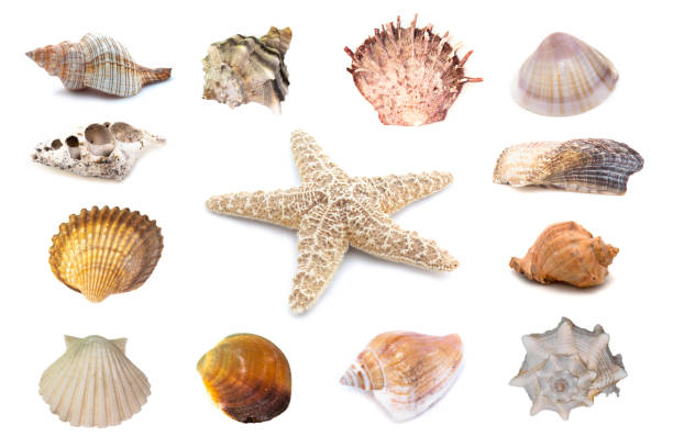 istock Collection of seashells isolated on white background. Full size. 1215886580