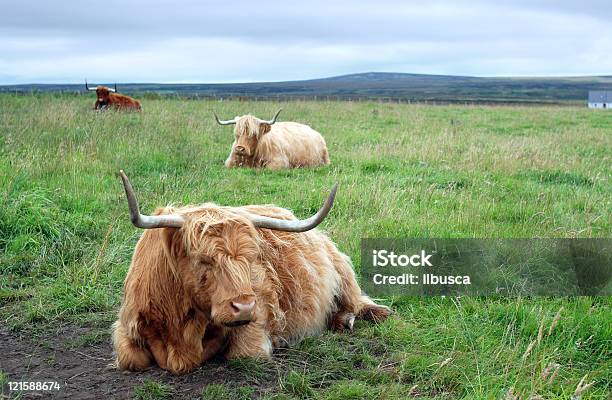 Scottish Highland Cattle Stock Photo - Download Image Now - Animal, Animal Themes, Animals In The Wild