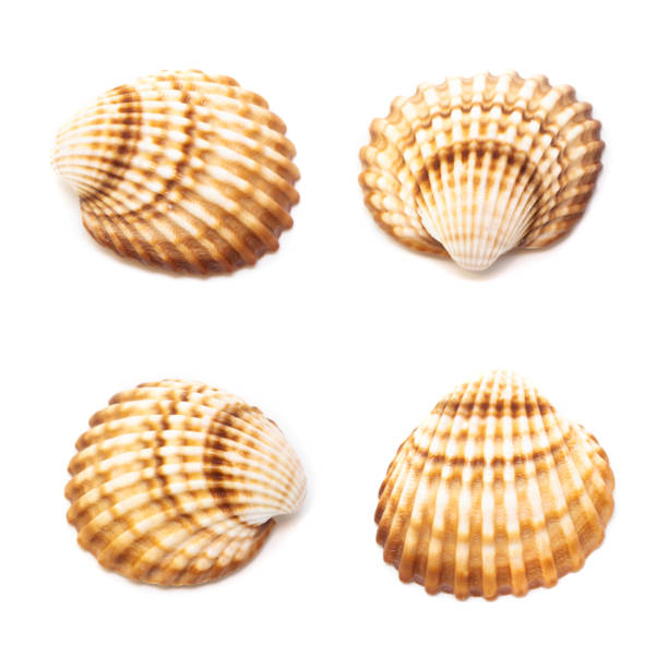 istock Collection of seashells isolated on white background. Full size. 1215887272