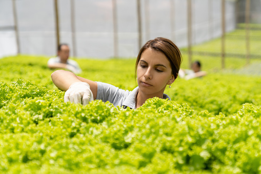 Latin American woman working at a lettuce crop taking care of the plants - horticulture concepts