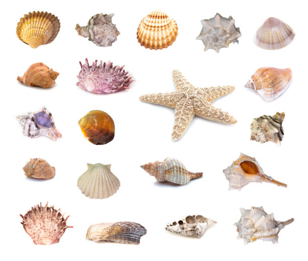 istock Collection of seashells isolated on white background. Full size. 1215887805