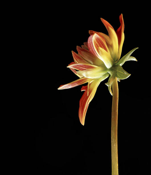 istock Orange and red flower on black background 1215888470