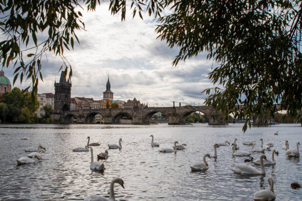 istock White swans in Prague overlooking Charles Bridge. 1215890028