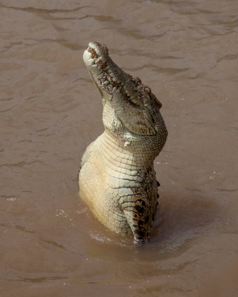 istock The great Australian Crocodile 1215890289