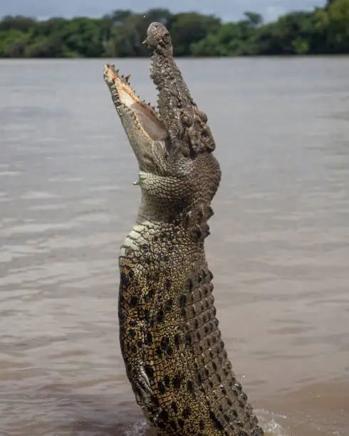 Photo of Jumping Crocs