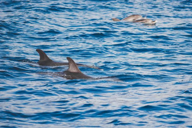 istock Family of dolphins 1215890616