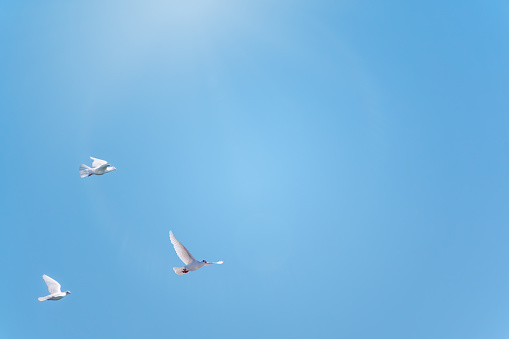 Three white doves fly in a clear blue sky. White doves are used as symbols of love, peace or as messengers.