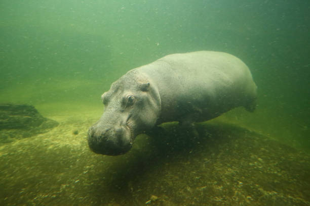 istock The hippo swims under water 1215891958