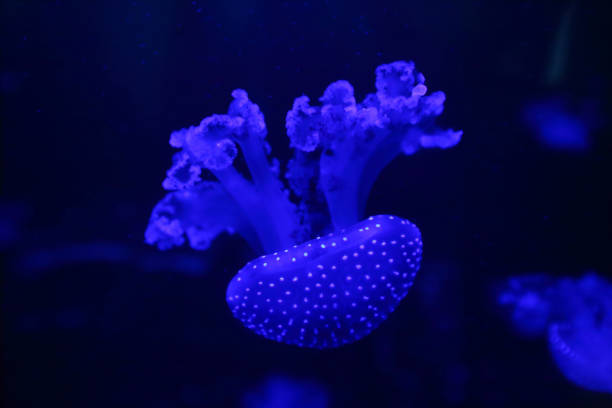 istock The jellyfish floats under water 1215892502