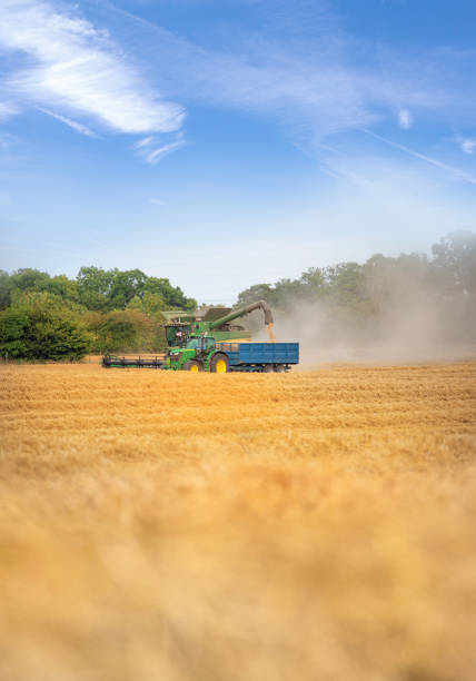 3rd August, 2018 - Combine harvester dispensing grain into a tractor trailer during peak harvesting time in fields near the Cotswold town of Cirencester, Gloucestershire, UK