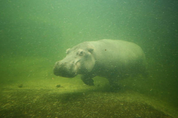 istock The hippo swims under water 1215893692
