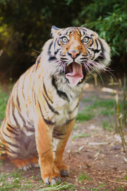 istock The tiger has a funny face 1215894056