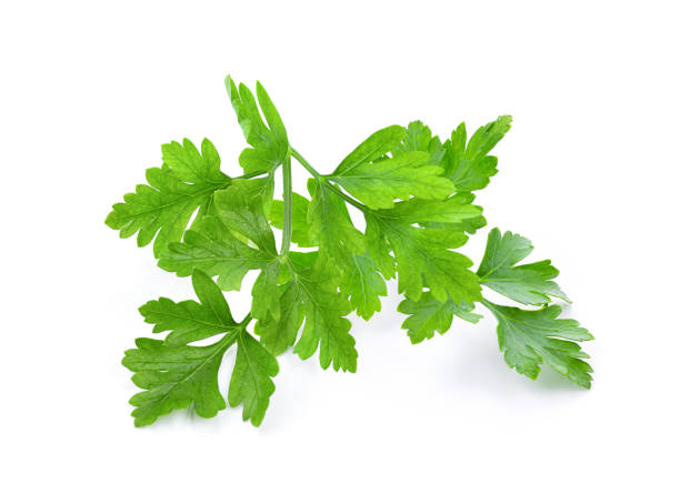 istock fresh parsley herb isolated on white background. full depth of field 1215894254
