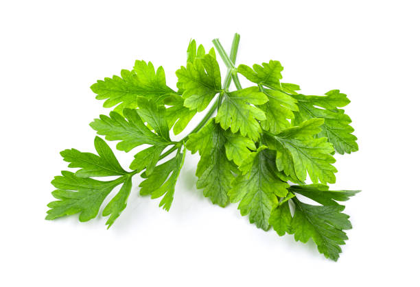 istock Parsley isolated on a white background 1215894936