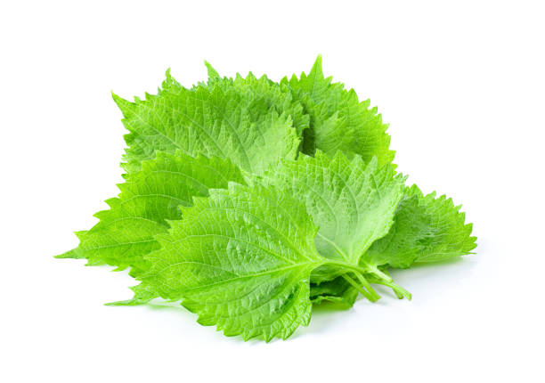 Shiso leaf on white background. full depth of field Shiso leaf on white background. full depth of field shiso photos stock pictures, royalty-free photos & images