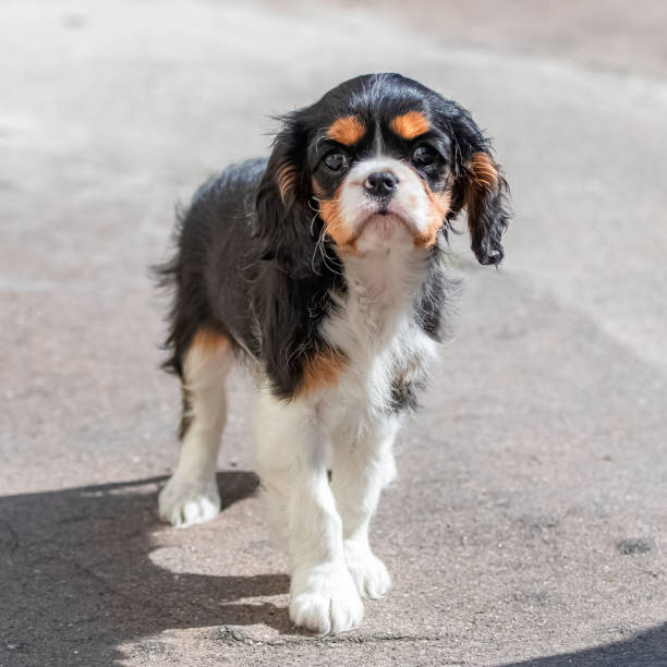 istock A dog King Charles 1215895692